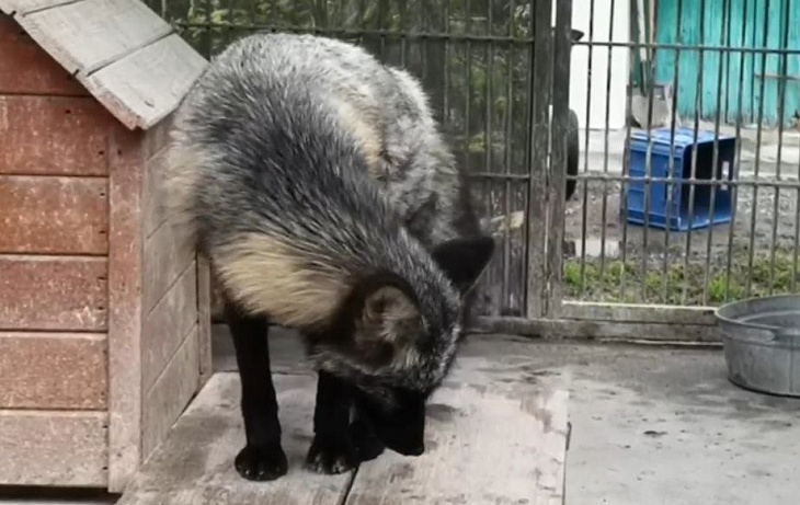 Фото: скриншот видео барнаульского зоопарка